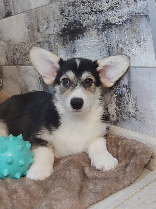 Amadeus Welsh Corgi