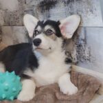 Amadeus-male-welsh-corgi-pembroke-puppy-for-sale-1 (3)