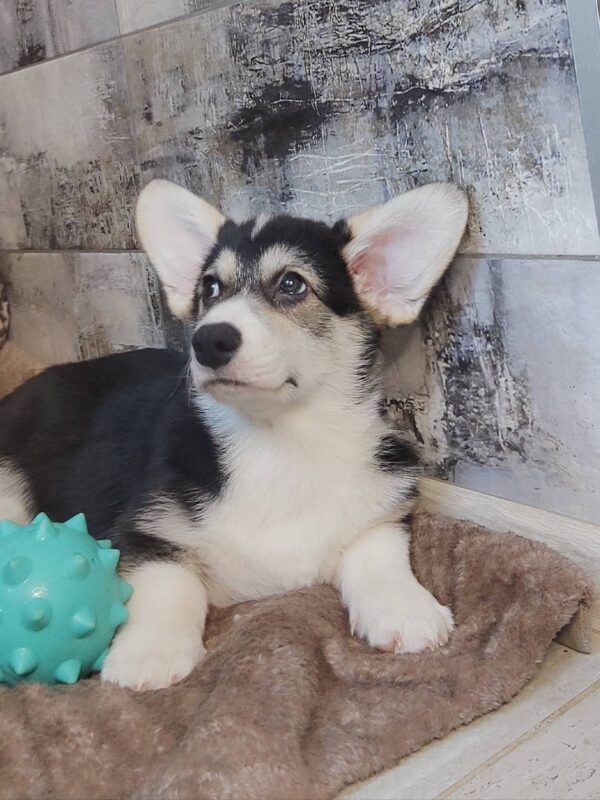 Amadeus Welsh Corgi