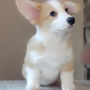 Amigo Welsh Corgi
