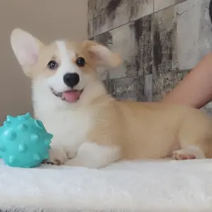 Amigo Welsh Corgi