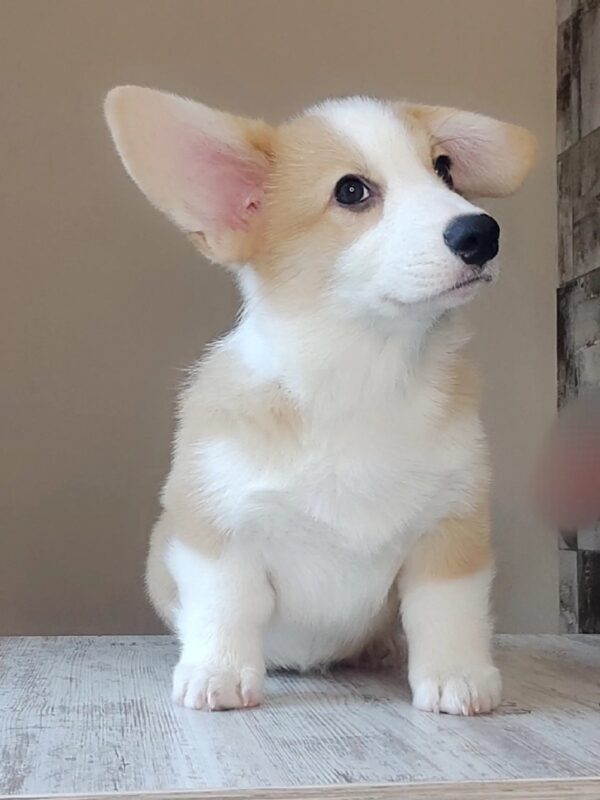 Amigo Welsh Corgi