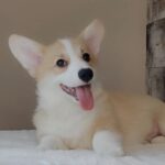Amigo-female-welsh-corgi-pembroke-puppy-for-sale-1 (2)