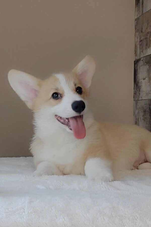Amigo Welsh Corgi