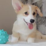 Amigo-female-welsh-corgi-pembroke-puppy-for-sale-1 (3)