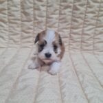 Amigo-male-havanese-puppy-for-sale-1 (1)