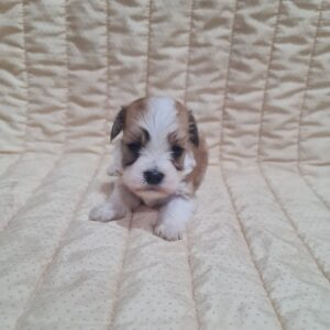 Amigo Havanese