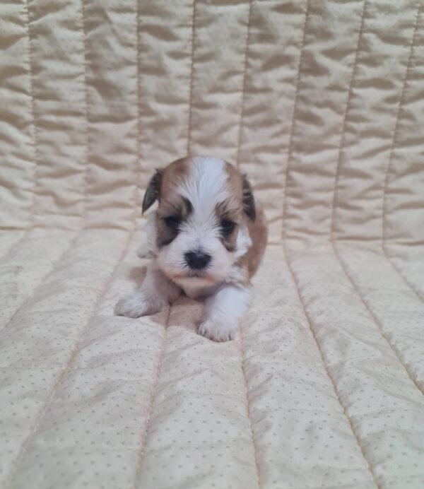 Amigo Havanese