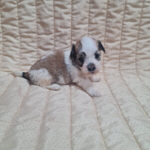 Amigo Havanese