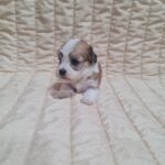 Amigo-male-havanese-puppy-for-sale-1 (3)