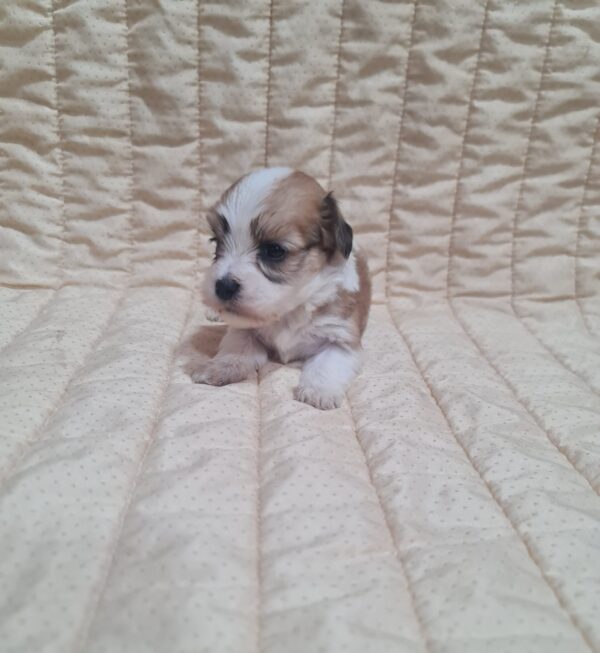 Amigo Havanese