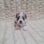 Amigo-male-havanese-puppy-for-sale-1 (4)