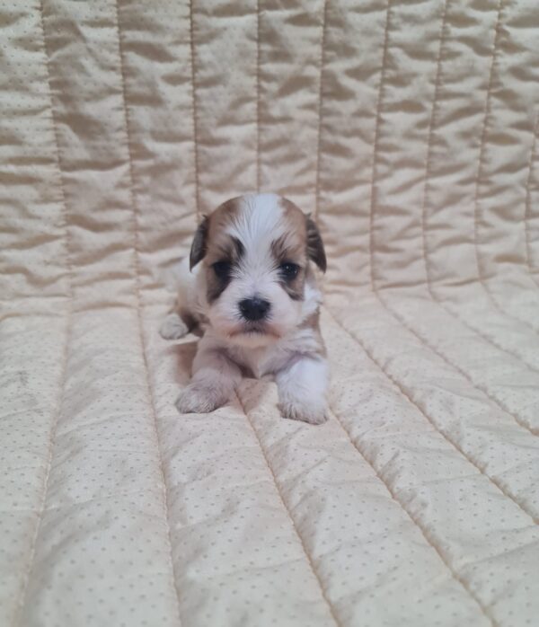 Amigo Havanese