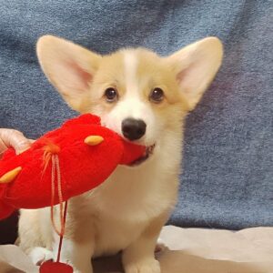 Amigo Welsh Corgi