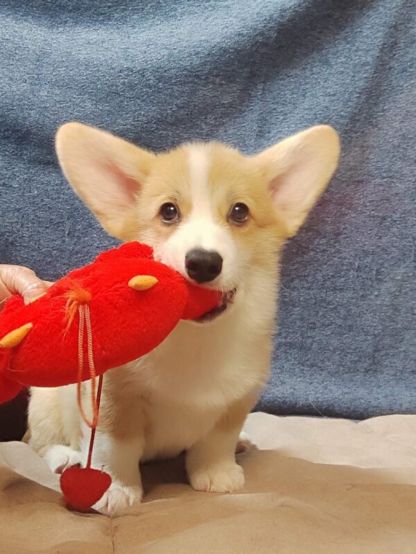 Amigo Welsh Corgi