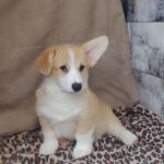 Amigo-male-welsh-corgi-pembroke-puppy-for-sale-1 (2)