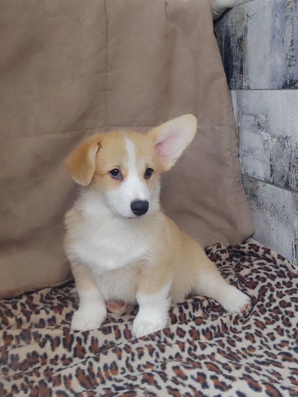Amigo Welsh Corgi