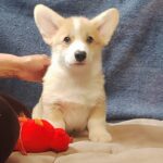 Amadeus Welsh Corgi