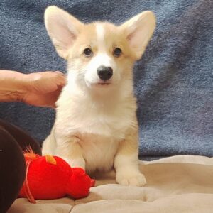 Amigo Welsh Corgi