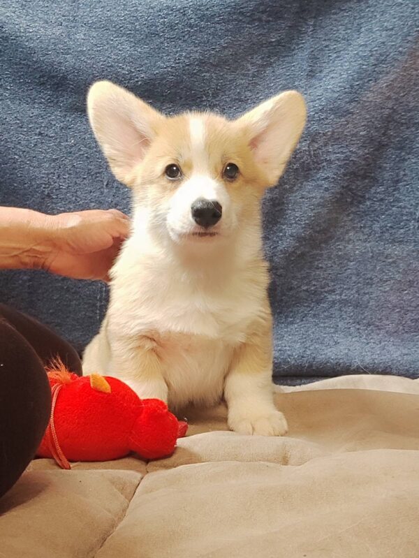 Amigo Welsh Corgi