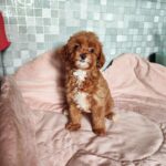 Amira-female-Maltipoo-puppy-for-sale-2