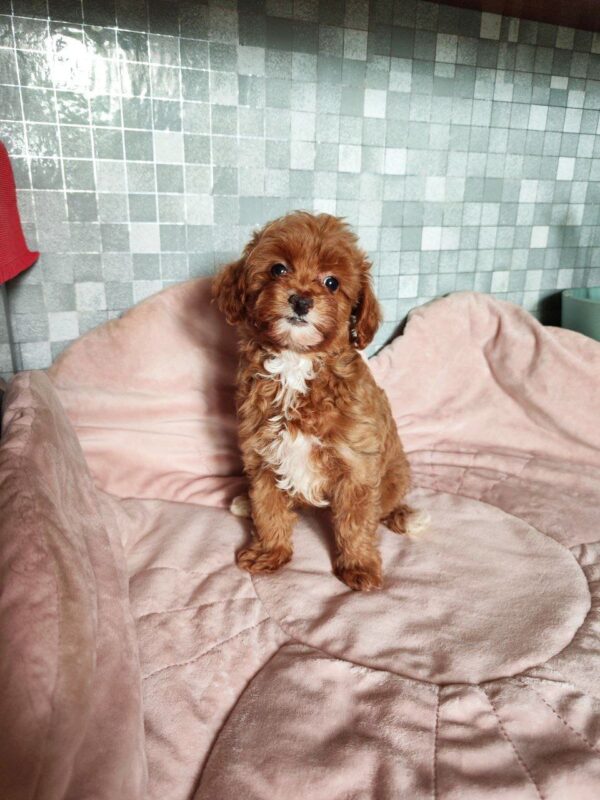 Amira Maltipoo