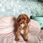 Amira-female-Maltipoo-puppy-for-sale-4