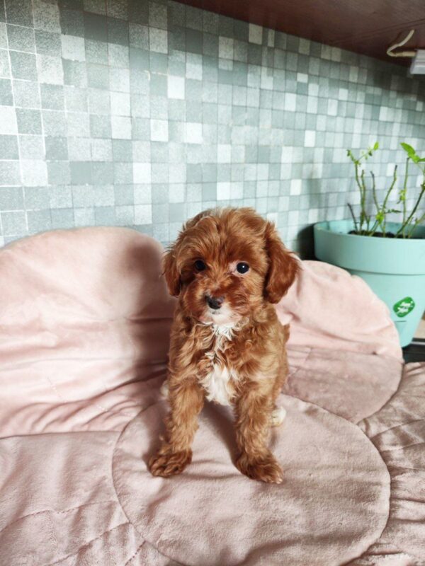 Amira Maltipoo