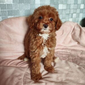 Amira Maltipoo