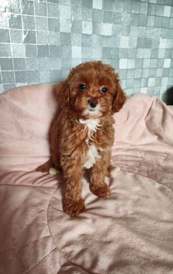 Amira Maltipoo