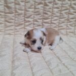 Amtaro-male-havanese-puppy-for-sale-1 (1)