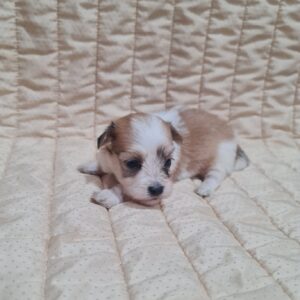 Amtaro Havanese