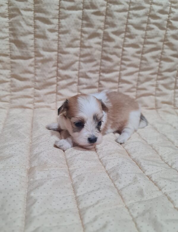 Amtaro Havanese