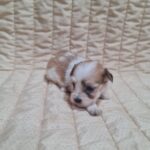 Amtaro-male-havanese-puppy-for-sale-1 (2)