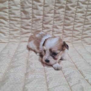 Amtaro Havanese