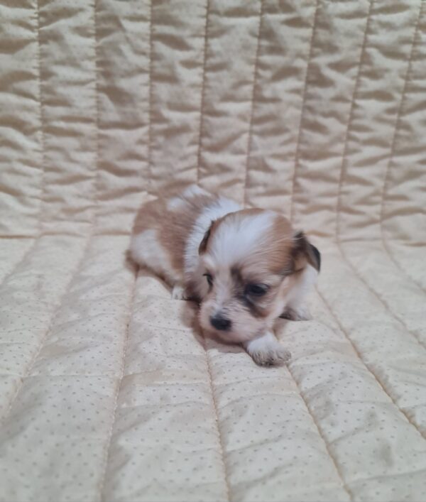 Amtaro Havanese