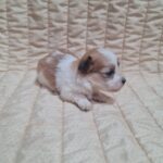 Amtaro-male-havanese-puppy-for-sale-1 (3)