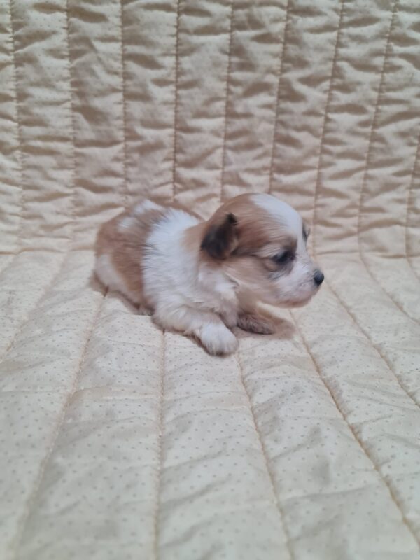 Amtaro Havanese