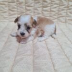 Amtaro-male-havanese-puppy-for-sale-1 (4)