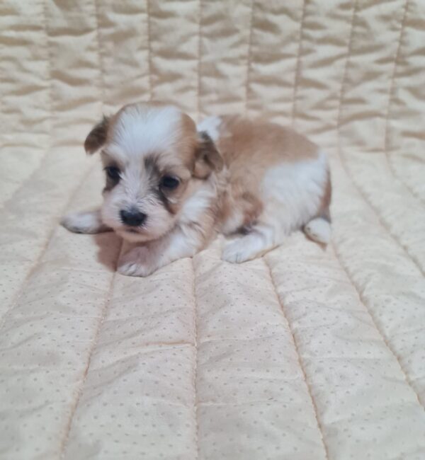 Amtaro Havanese