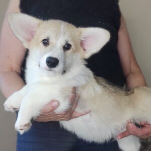 Archimedes Welsh Corgi
