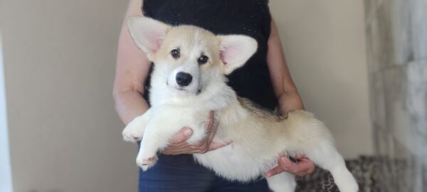 Archimedes Welsh Corgi