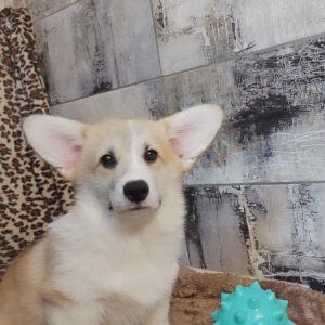 Archimedes Welsh Corgi