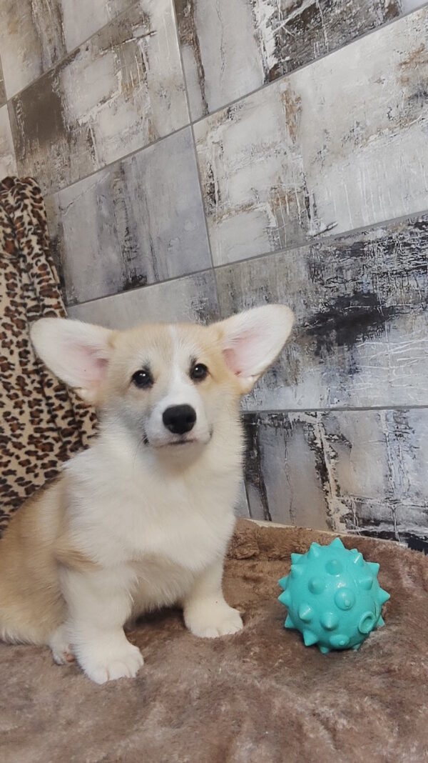 Archimedes Welsh Corgi