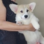 Archimedes-male-welsh-corgi-pembroke-puppy-for-sale-1 (3)