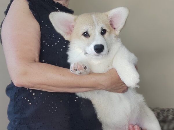 Archimedes Welsh Corgi