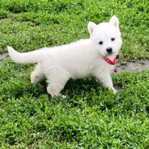 Ardeyl White Swiss Shepherd