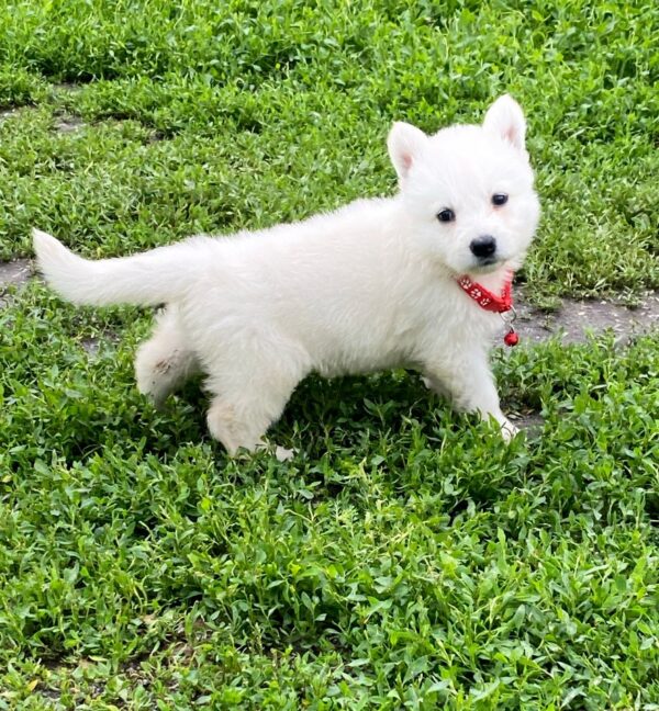 Ardeyl White Swiss Shepherd