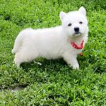 Ardeyl-male-White-Swiss-Shepherd-puppy-for-sale-2