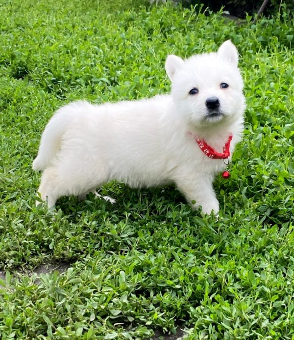 Ardeyl White Swiss Shepherd